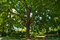 Free The Tree Stock Photography - 8457052