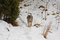 Free Wolf In The Snow Royalty Free Stock Photo - 8459825