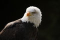 Free Bald Eagle Stock Photo - 8460810