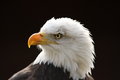 Free Bald Eagle Royalty Free Stock Photography - 8460897