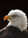 Free Bald Eagle Stock Photos - 8461133