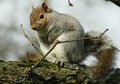 Free Squirrel  Morning Prayers Stock Photography - 8464172