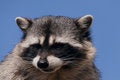 Free Raccoon Stock Photography - 8464342