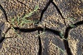 Free Craked Mud By Drought And Strands Stock Images - 8465984
