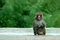 Free Snow Monkey Royalty Free Stock Images - 8460139