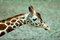 Free Giraffe Head Stock Photography - 8460182