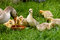 Free Mother Goose Stock Photo - 8461200