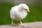 Free White Chiken Royalty Free Stock Image - 8461236