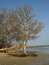 Free Uprooted Tree Royalty Free Stock Photo - 8462775