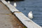 Free Seagull Royalty Free Stock Image - 8463606