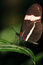 Free Butterfly On A Leaf Stock Image - 8463631
