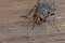 Free Closeup Of Fly On Wood Royalty Free Stock Image - 8465906