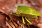 Free Sting Bug Royalty Free Stock Photos - 8465978