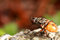 Free Wingless Fly Stock Photo - 8465980