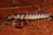 Free Predaceous Beetle Larva Stock Images - 8465994