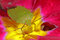 Free Stink Bug On Primrose Stock Images - 8466014