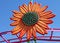 Free Strawberry Festival Ride Detail Stock Photos - 8469023