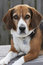 Free A Beagle Royalty Free Stock Images - 8469839
