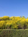 Free Spring Has Come Royalty Free Stock Photo - 8476575