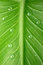 Free Tropical Leaf With Dew Droplets Royalty Free Stock Photo - 8474775