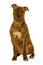 Free Staffordshire Terrier Dog Royalty Free Stock Photo - 8478245