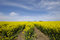 Free Yellow Rape Field Royalty Free Stock Photography - 8478267