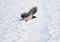 Free Raven In Flight Royalty Free Stock Photo - 8478975