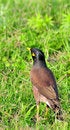 Free Common Myna Royalty Free Stock Photos - 8481128
