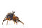 Free Rainbow Crab Royalty Free Stock Images - 8483739