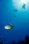 Free Milletseed Butterfly Fish Royalty Free Stock Photos - 8485868