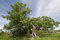 Free Ancient Twisted Tree Royalty Free Stock Photo - 8486015