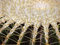Free Barrel Cactus Royalty Free Stock Images - 8486019