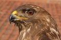 Free Close Up Eagle Head Royalty Free Stock Images - 8492499