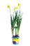 Free Narcissus Isolated On White Stock Images - 8491034