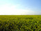 Free Oil Rape - Brassica Napus L Stock Image - 8491041