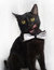 Free Cat Royalty Free Stock Image - 8491526