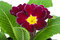 Free Primrose Flower Royalty Free Stock Photos - 8498818
