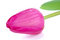 Free Pink Tulip Bud With Drops Of Water Stock Photo - 8498960