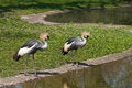 Free A Couple Of Black Crowned Cranes Royalty Free Stock Images - 850199