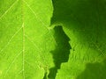 Free Crossed Leafs - Macro Stock Photos - 852143