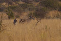 Free Zebra Twins Royalty Free Stock Photography - 854207