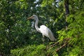 Free Egret Stock Images - 858384