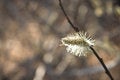 Free Sunny Bud Royalty Free Stock Photo - 859065