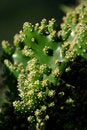 Free Cactus Stock Photo - 859160