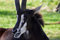 Free Goat Stock Image - 853311
