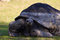 Free Giant Turtle Royalty Free Stock Photos - 853338