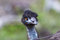 Free Ostrich Royalty Free Stock Photos - 853568
