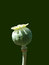 Free Green Poppy Stock Image - 854461