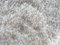 Free Sweet White Thai Rice Royalty Free Stock Images - 856269