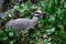 Free Heron With Prey Royalty Free Stock Photo - 858405